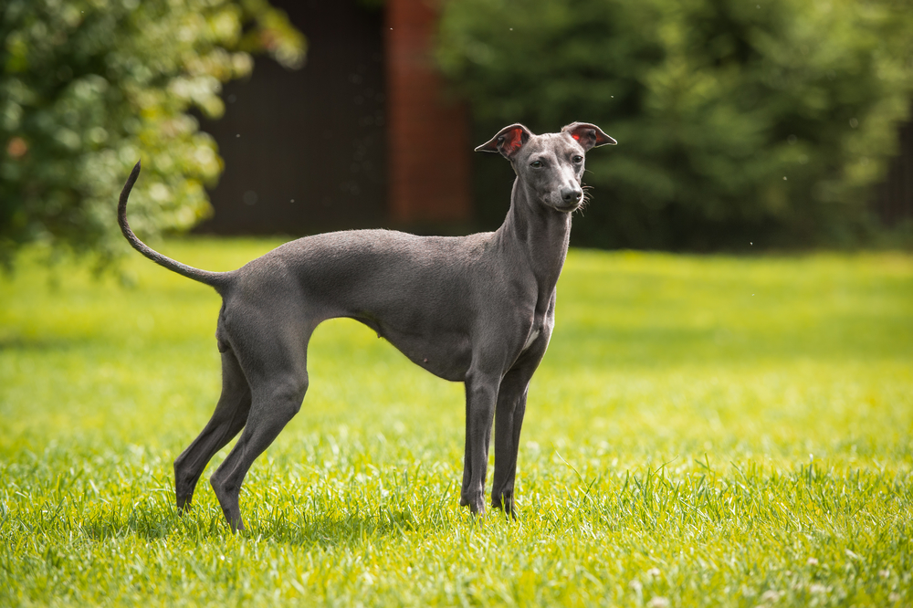 Italian Greyhound dog standing on the grass