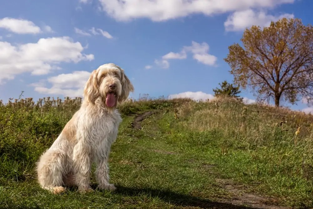 Italian Spinone dog sitting on hillside with beautiful sky and autumn colors
