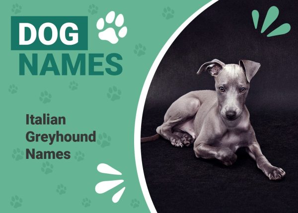 Italian Greyhound Names