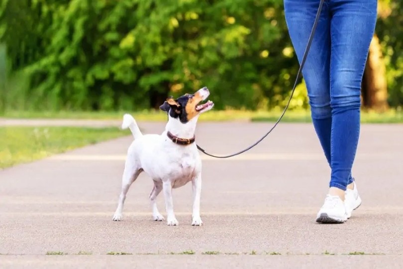 Jack-Rat Terrier