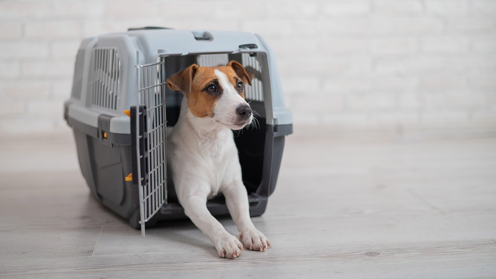 Jack Rusell on a Travel Carrier