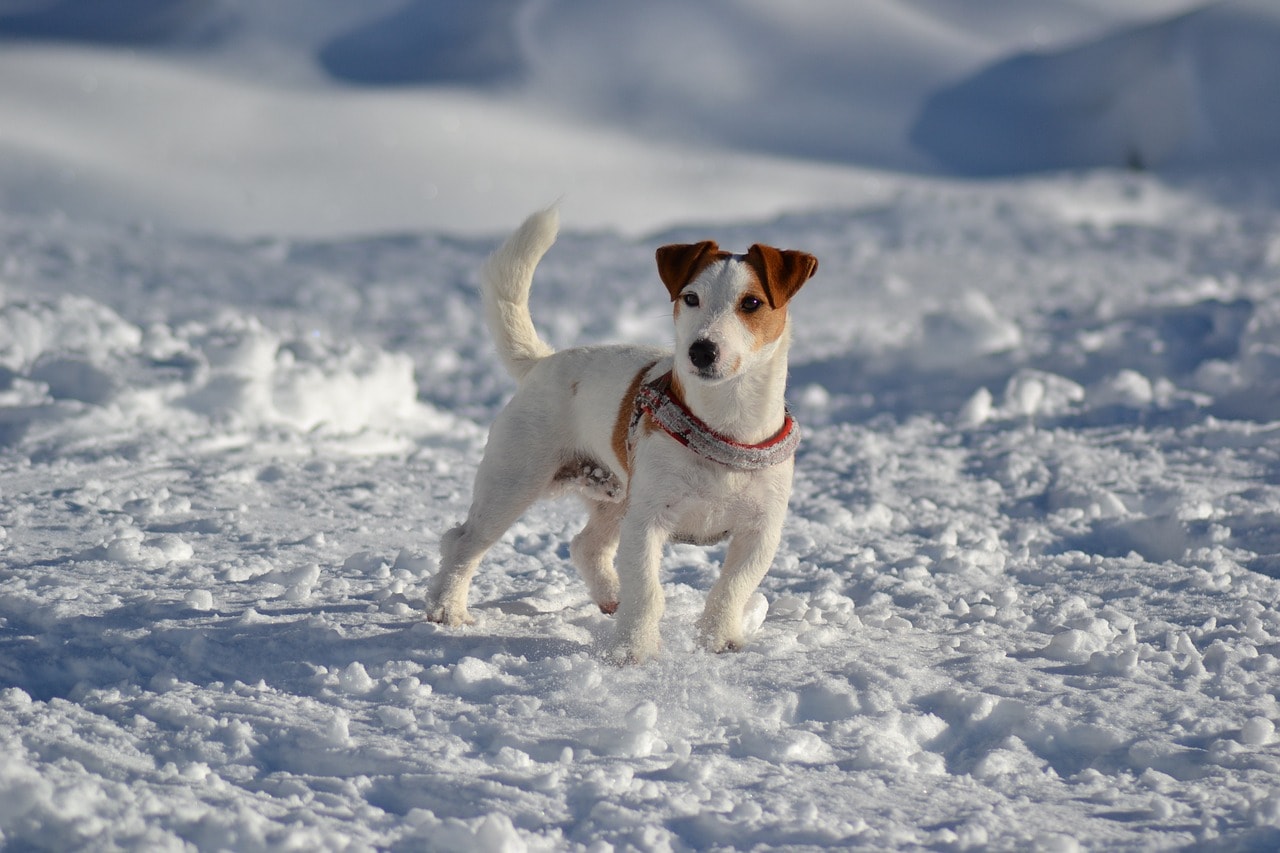 Jack Russell Terrier standing in snow