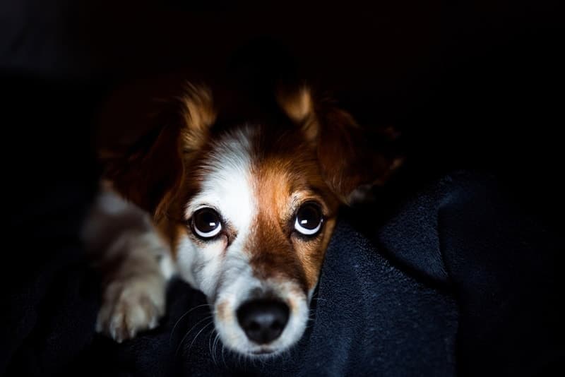 Jack Russell dog resting in the dark