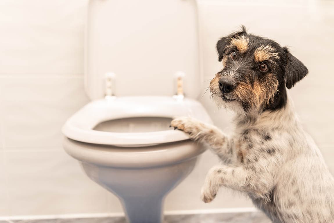 Jack Russell on the toilet