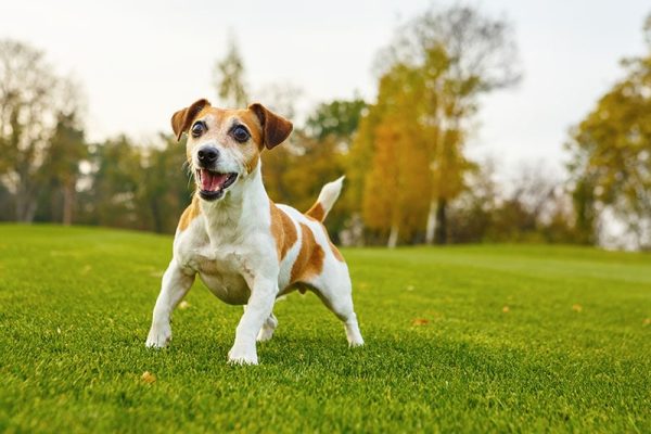 Jack Russell terrier want to play waiting when you throw a toy