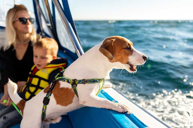 Jack russel terrier dog sailing with family on luxury yacht boat