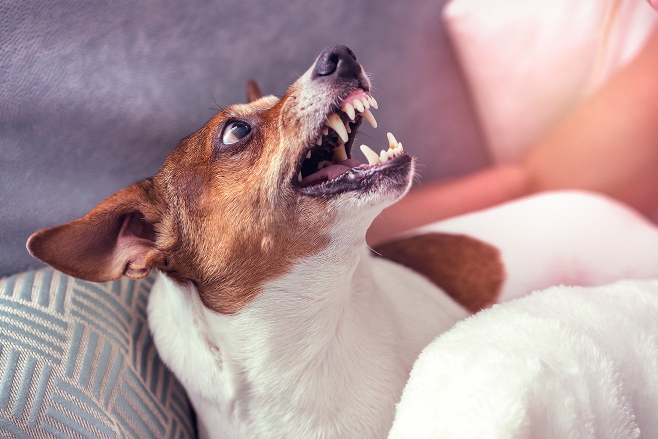 Angry Jack russell terrier