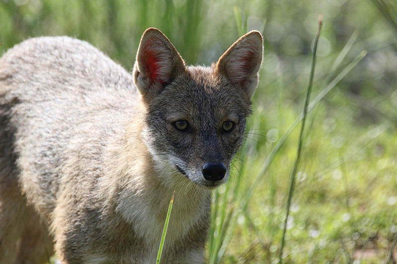 Jackal