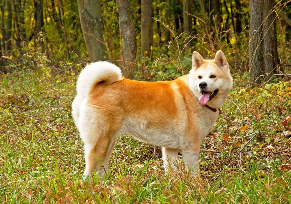 Japanese Akita Inu dog standing in the forest