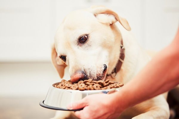 Dog Feeding Schedule