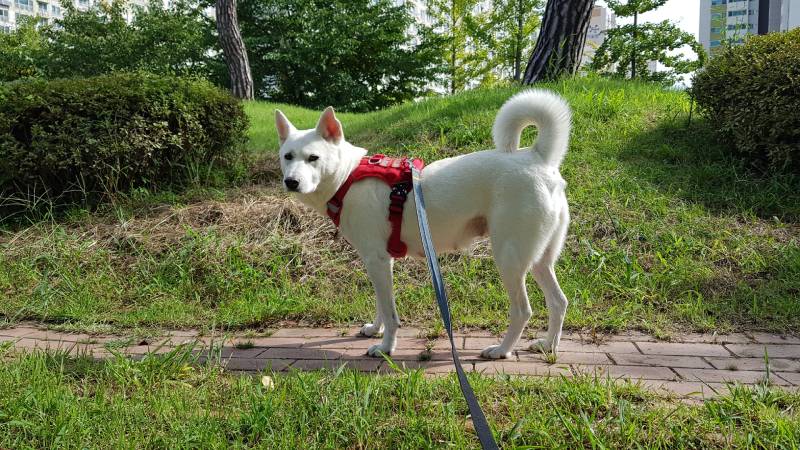Jindo Dog Taking a Walk