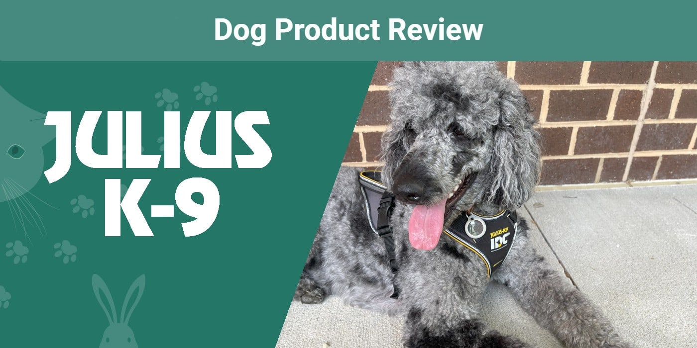 Julius K9 Longwalk Dog Harness Review 2024 An Expert's Breakdown Dogster