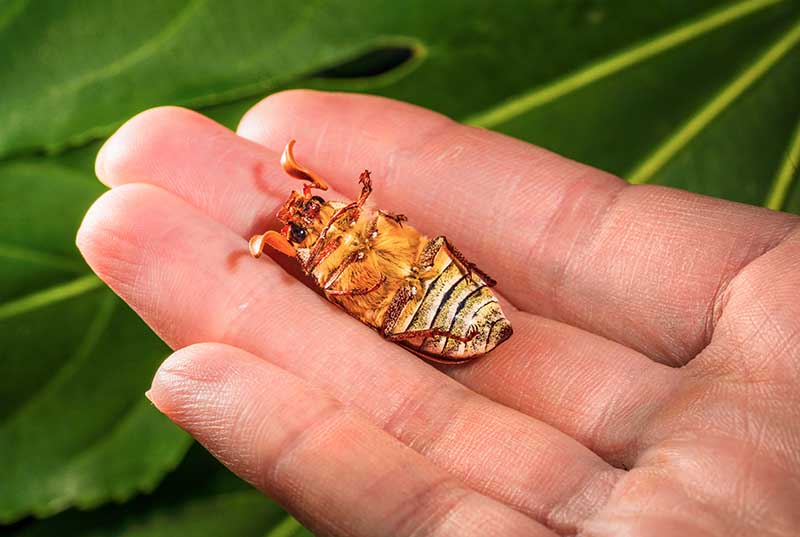 June beetle laying upside down