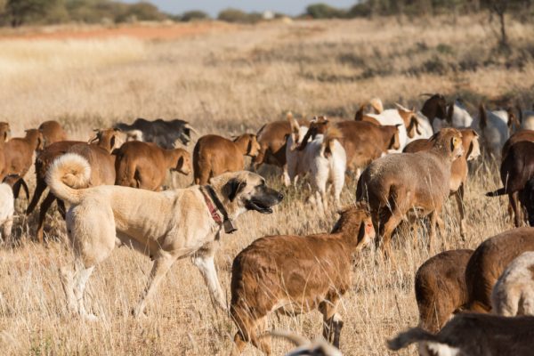 Kangal livestock guarding dog roams in between a herding sheep