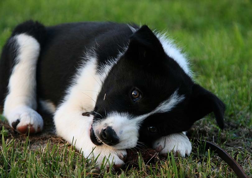 Karelian Bear Dog Puppy