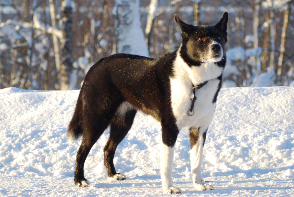 Karelian Bear dog in Winter landscape