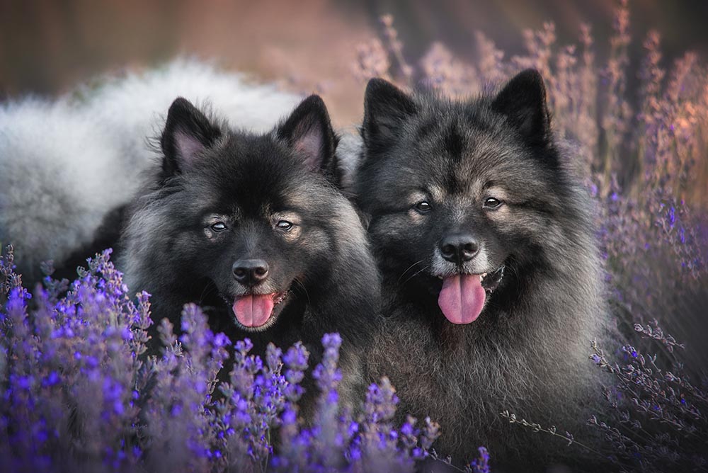 Keeshond dogs on lavender field