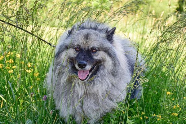 Keeshond in the grass