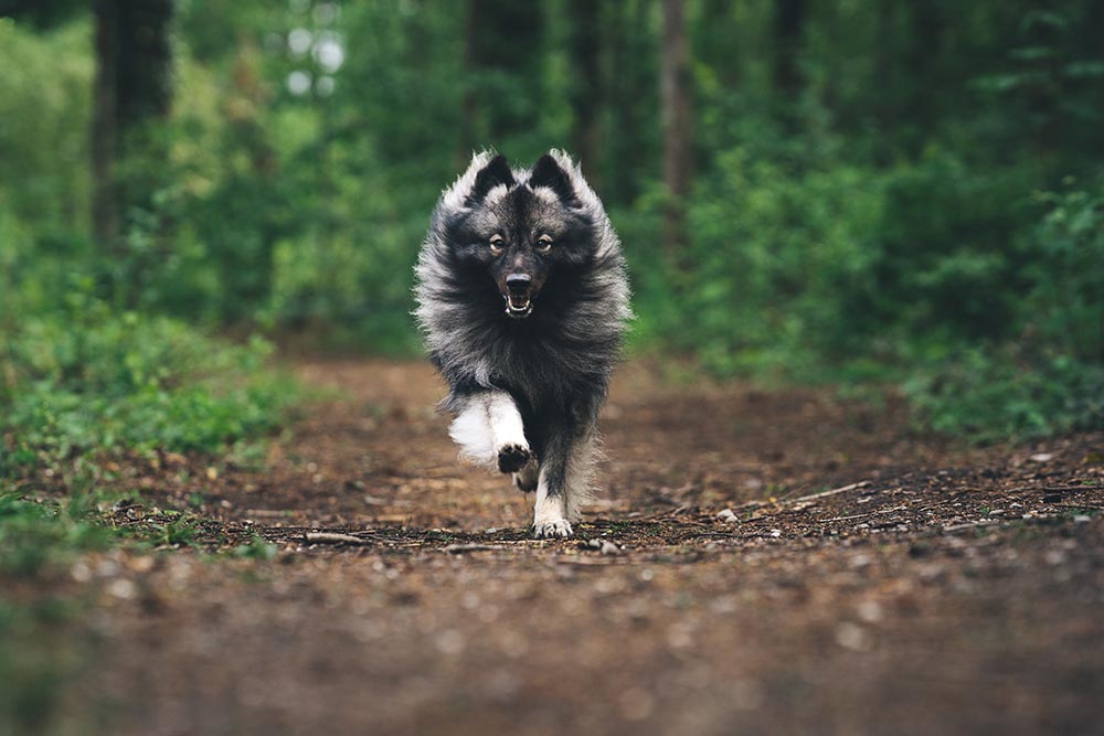 Keeshond running in the forrest