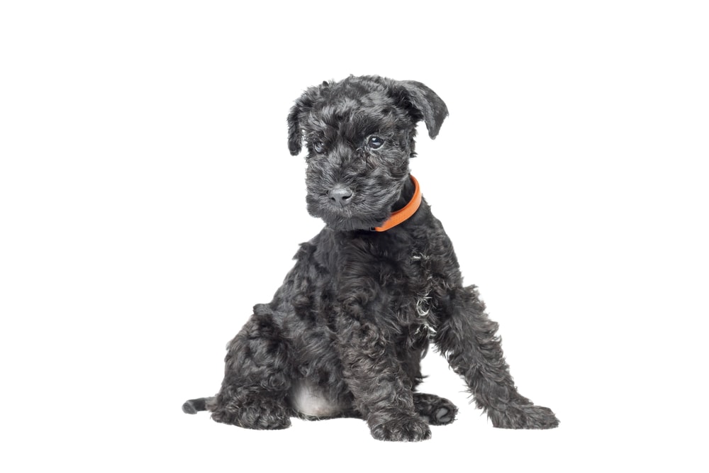 Kerry-blue-terrier-puppy