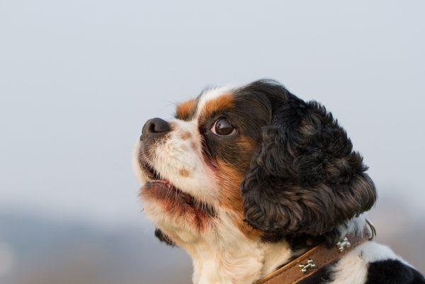 King Charles Yorkie_ StefanieMueller, Shutterstock