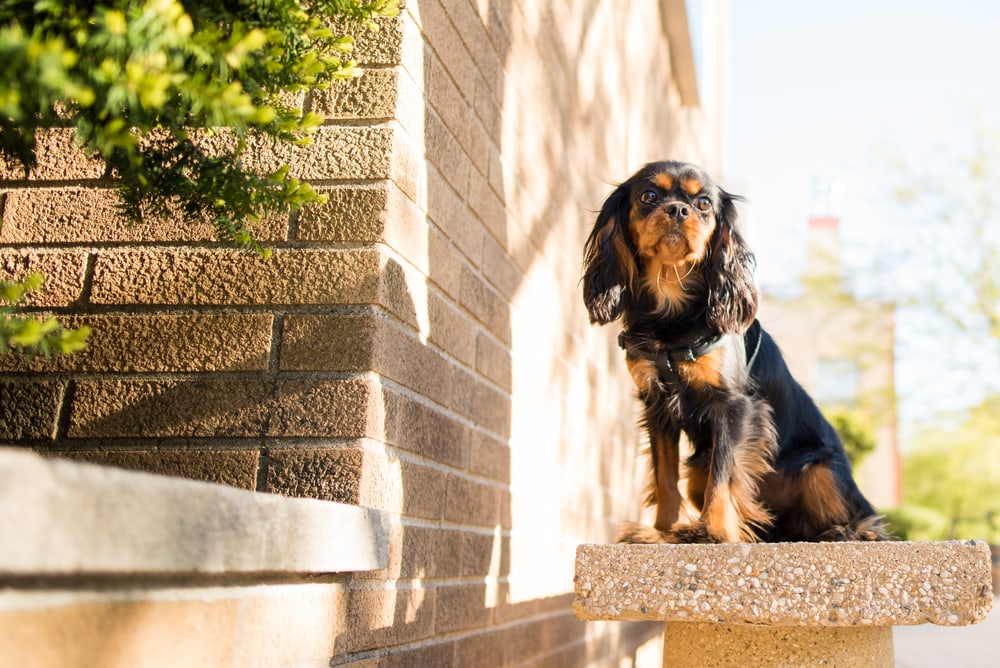 King Charles Spaniel black and tan