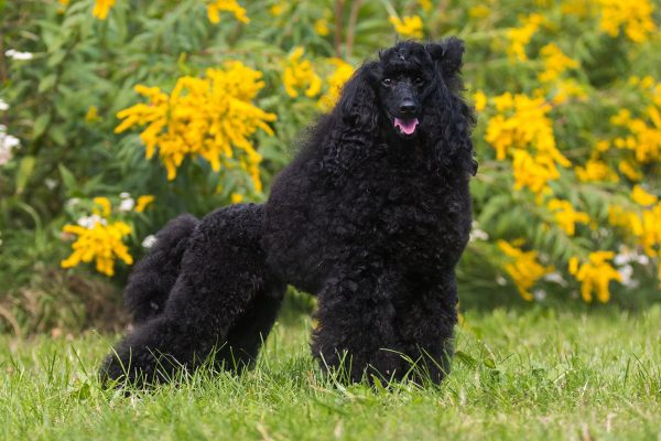 klein poodle