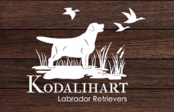 Kodalihart Labradors