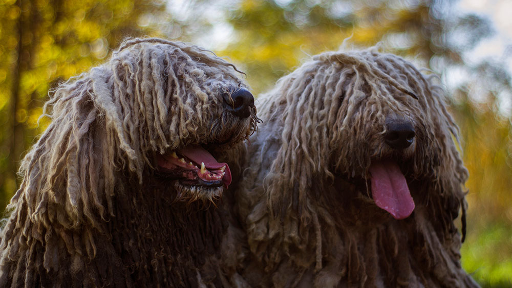 Komondor in the autumn outdoor