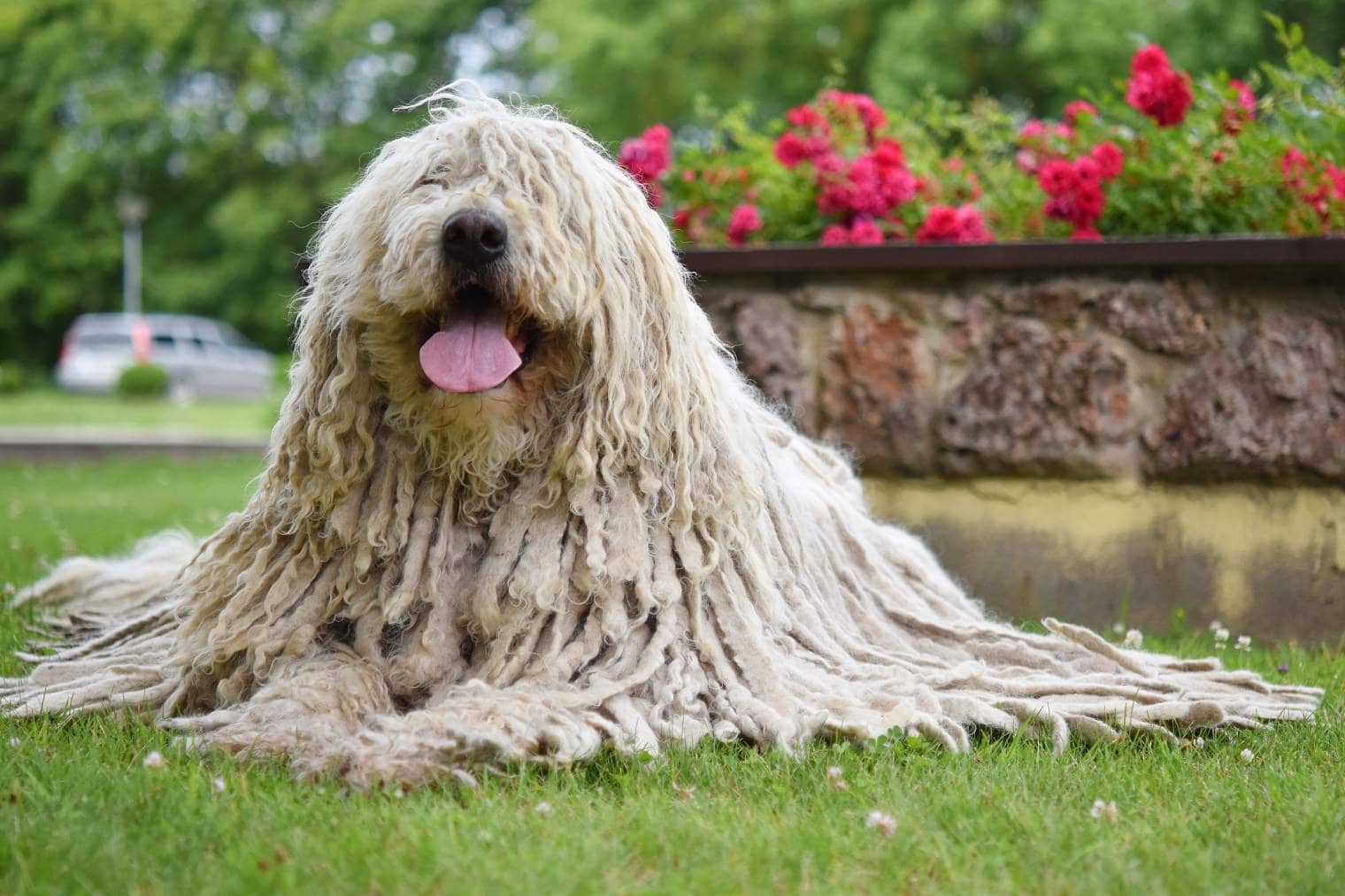 Komondor laying down in the park