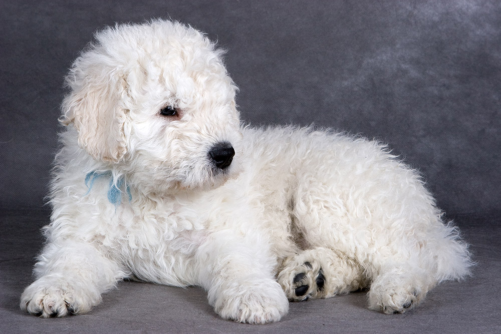 Komondor puppy on grey background