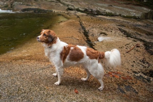 Kooikerhondje_warpmike_Pixabay