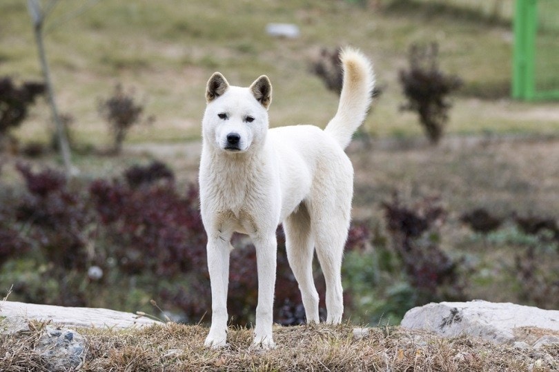 Korean Jindo