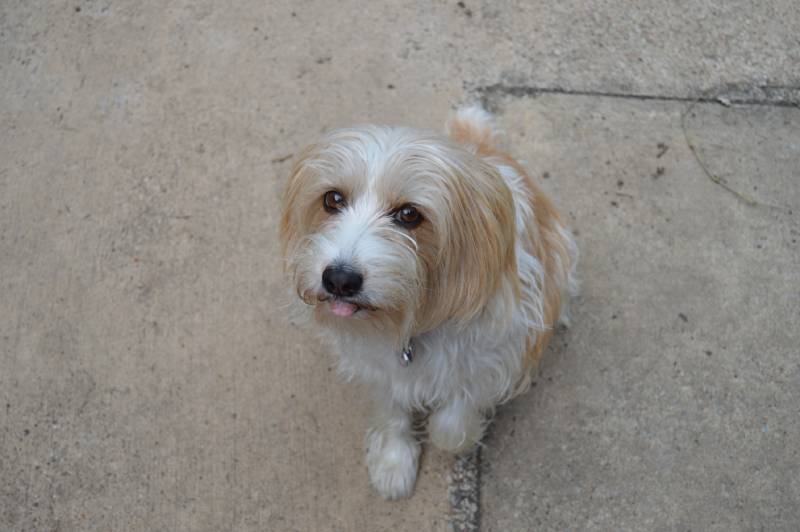 Kromfohrlander breed dog raising her paw and slightly sticking her tongue out