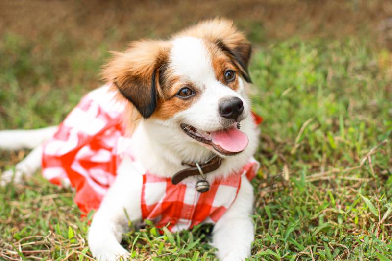 Kromfohrlander dog breed on green grass background