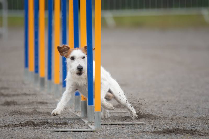 Kromfohrlander doing slalom on a dog agility course
