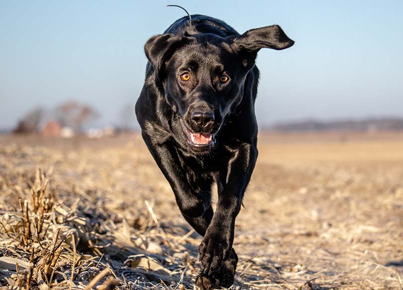 Lab Rottweiler