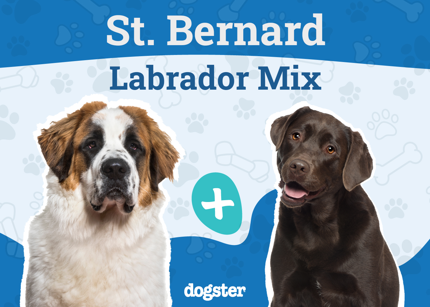 Labernard (St. Bernard Lab Mixed Dog Breed)