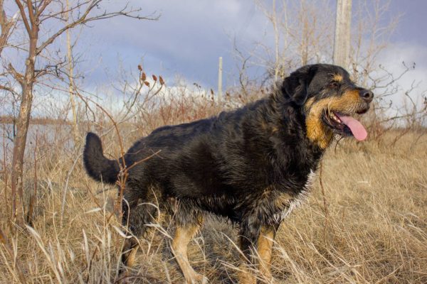 Labernese Dog