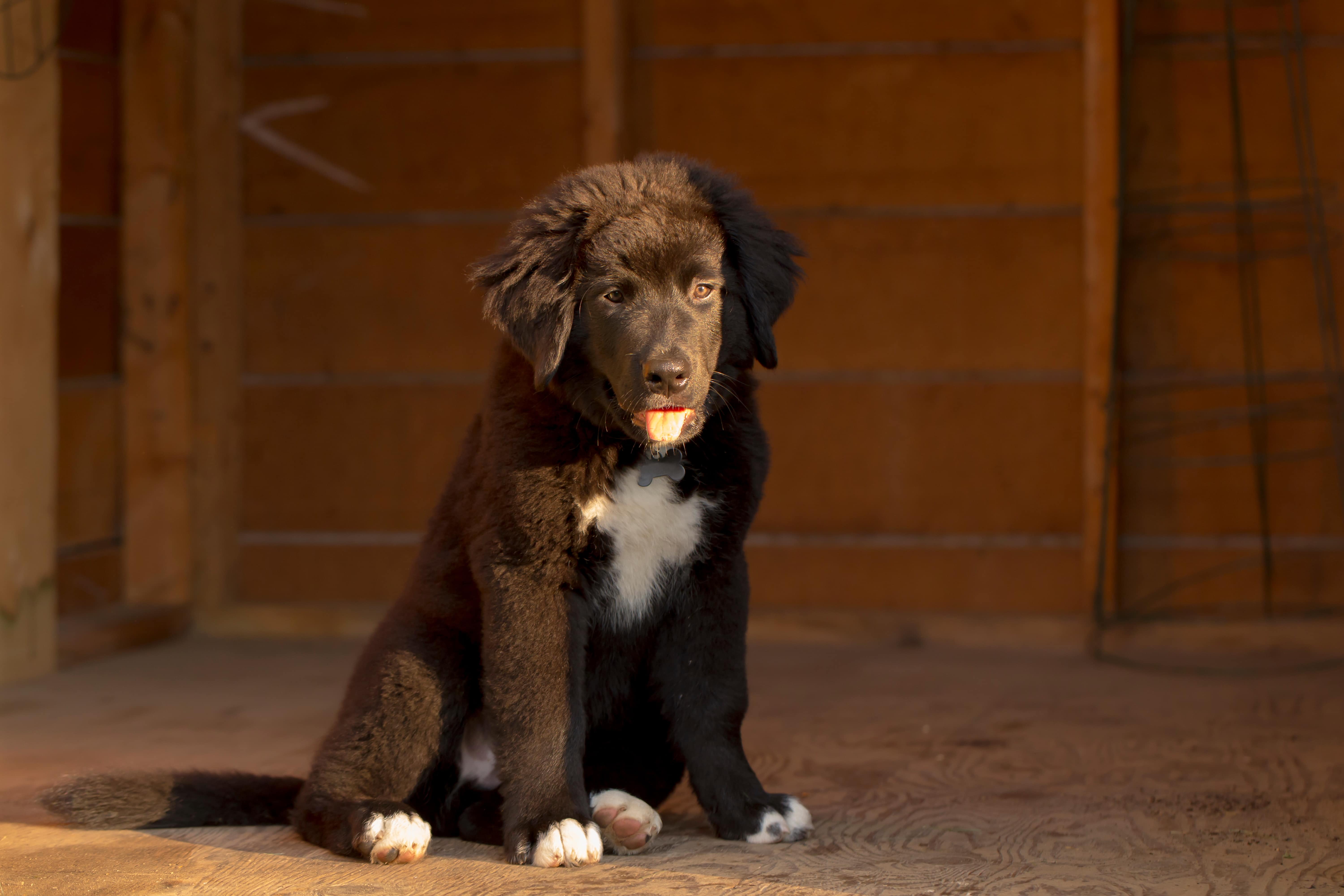 Labernese puppy