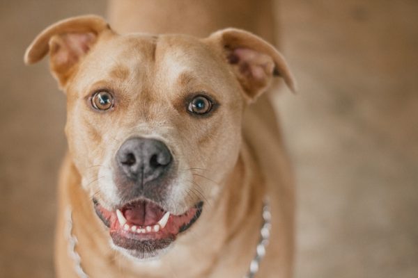 Labrabull looking at the camera