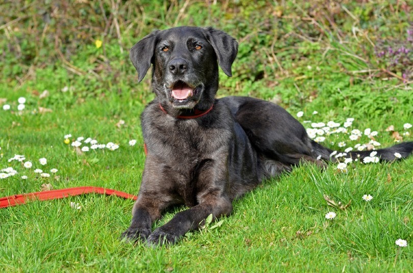 Labradane dog resting on grass