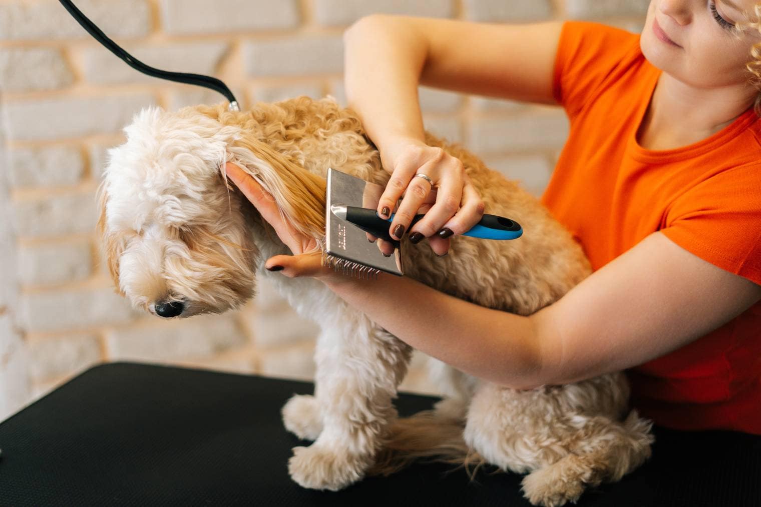 Labradoodle brush