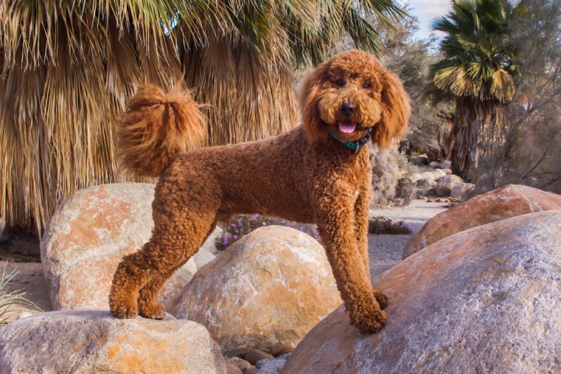 Labradoodle dog in a desert garden