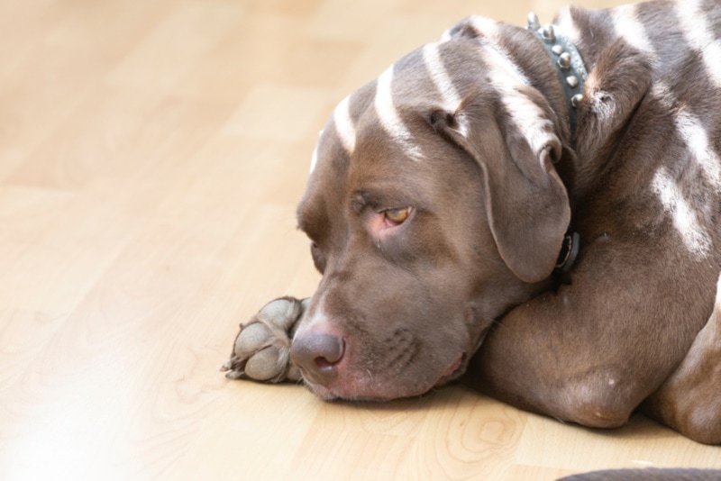 Labrador American bulldog mix puppy