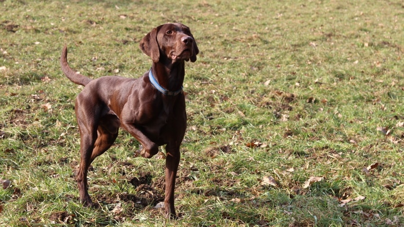 Labrador Retriever at a Dog show