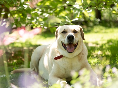 Labrador Retriever
