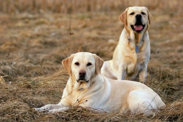 Labrador Retrievers