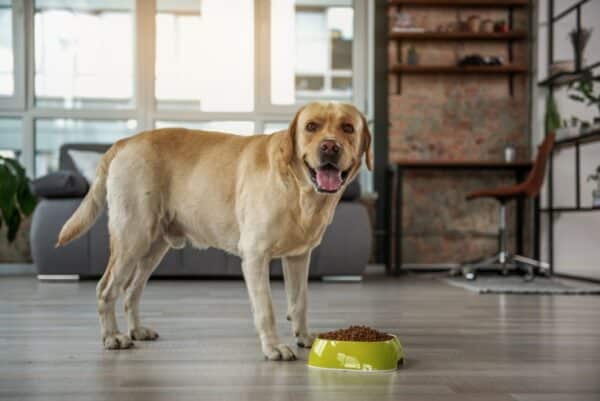 A-Labrador-dog-eating-food