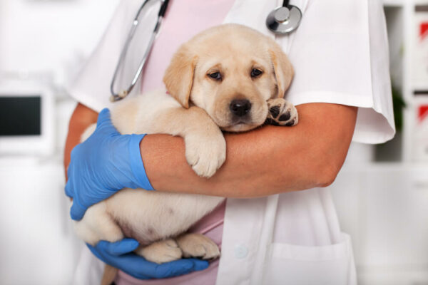 Labrador puppy in vet's arms